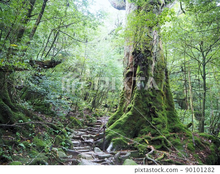 Scenery of Shiratani cloud sanctuary Scenery of Shiratani cloud sanctuary 90101282