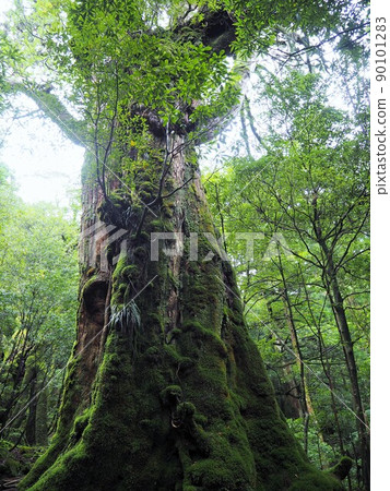 Scenery of Shiratani cloud sanctuary 90101283