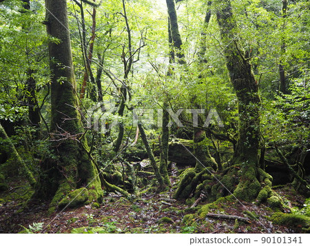 Scenery of Shiratani cloud sanctuary 90101341
