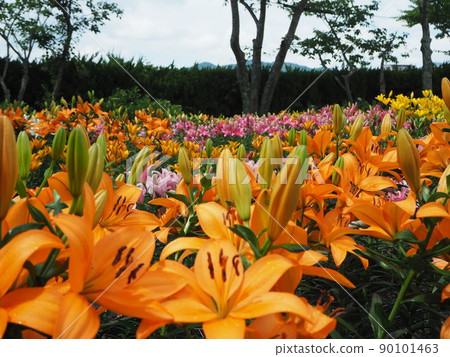 筱山由里玉水庭園 90101463