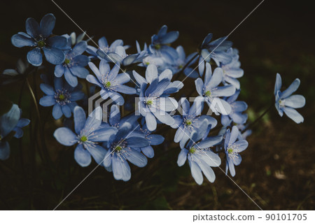 Wildflowers in spring forest at night, blue Herb Trinity in bloom, moody and atmospheric 90101705