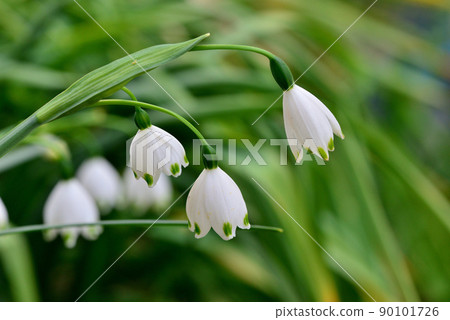 Suzuran水仙花 90101726