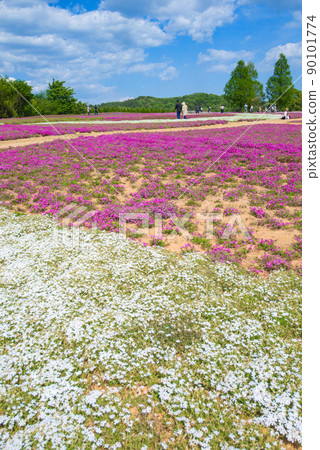 [世羅高原農場] 花梅之裡盛開的苔蘚福祿考 90101774