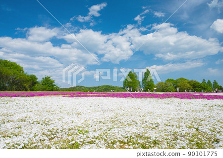 [世羅高原農場] 花梅之裡盛開的苔蘚福祿考 90101775
