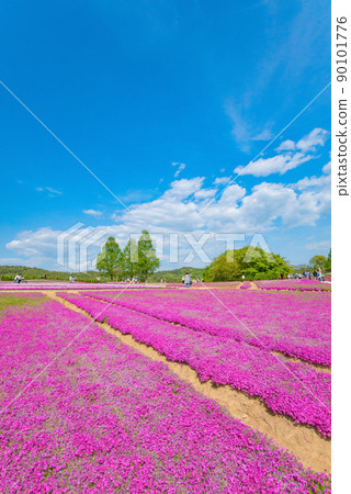 [世羅高原農場] 花梅之裡盛開的苔蘚福祿考 90101776
