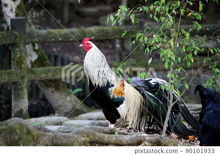 Isonokami Shrine 90101933