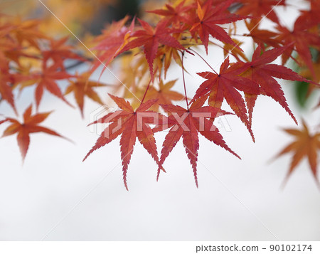 Autumn leaves maple autumn Autumn leaves maple autumn 90102174