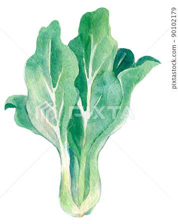 小松菜水彩插圖 90102179