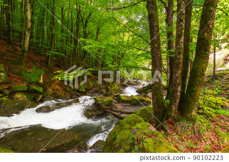 rapid brook in the park. primeval beech forest in spring. beautiful nature scenery rapid brook in the park. primeval beech forest in spring. beautiful nature scenery 90102223