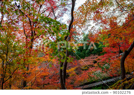 Colorful autumn leaves and green leaves seen at Giouji Temple in Kyoto Colorful autumn leaves and green leaves seen at Giouji Temple in Kyoto 90102276
