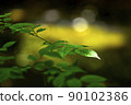 Blue maple Scene10 90102386