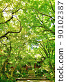 Blue maple Scene11 90102387