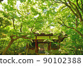 Blue maple Scene12 90102388
