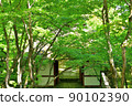Blue maple Scene14 90102390