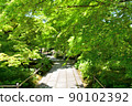 Blue maple Scene16 90102392