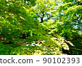Blue maple Scene17 90102393