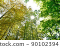 Blue maple Scene18 90102394