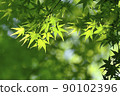 Blue maple Scene20 90102396