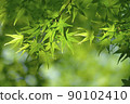 Blue maple Scene21 90102410