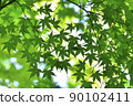 Blue maple Scene22 90102411
