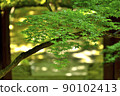 Blue maple Scene24 90102413