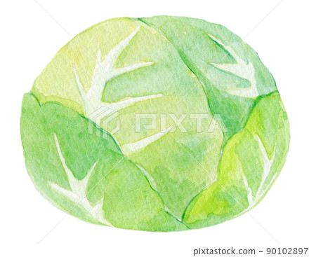 Cabbage watercolor illustration 90102897