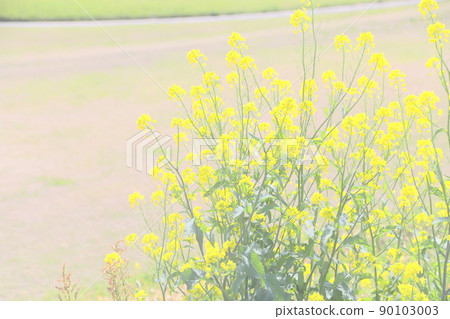 堤岸油菜花開(高調) 堤岸油菜花開(高調) 90103003