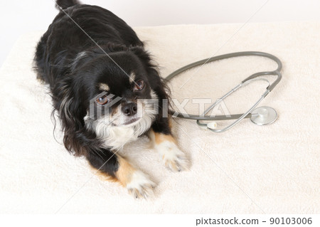 A stethoscope and a black and tan long coat Chihuahua that makes a fuss next to it 90103006