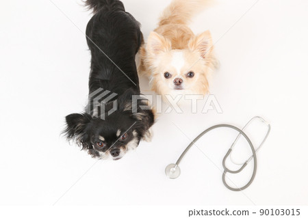 Two long coat Chihuahuas looking up next to the stethoscope Two long coat Chihuahuas looking up next to the stethoscope 90103015