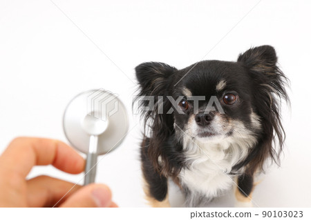 The owner's stethoscope and his dog's black and tan long coat Chihuahua 90103023