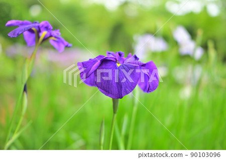 雨後翔覺寺盛開的鳶尾花 90103096