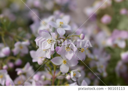 Narrow-leaved boronia Pink Star Narrow-leaved boronia Pink Star 90103113
