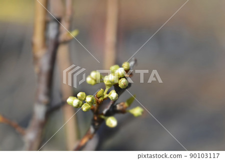 Greengage Regina Claudia 90103117
