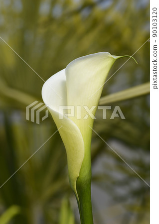 Garden calla lily 90103120