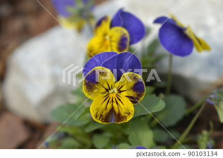 Horned violet Horned violet 90103134