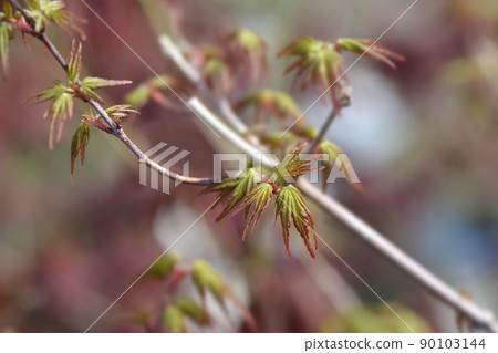 Japanese Maple Berry Broom Japanese Maple Berry Broom 90103144