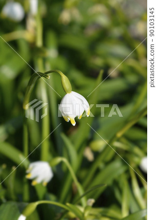 Spring snowflake Spring snowflake 90103145