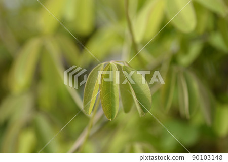 Five-leaf akebia 90103148