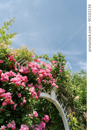 Jungnang Rose Park, Seoul Rose Festival along the Jungnangcheon Stream in Seoul, Korea Jungnang Rose Park, Seoul Rose Festival along the Jungnangcheon Stream in Seoul, Korea 90103156