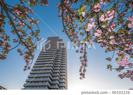 << Aichi Prefecture >> Nagoya City Yae Sakura and high-rise buildings 90103226
