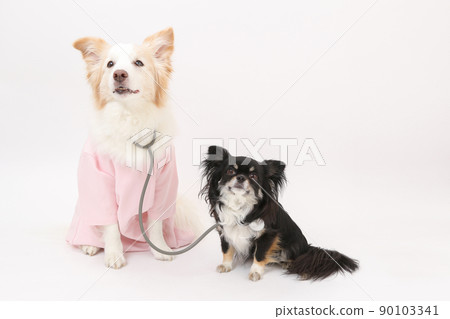 邊境牧羊犬扮演獸醫，Black & Tan 的長外套吉娃娃扮演病人 90103341