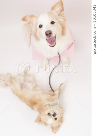 Border Collie cosplayed as a veterinarian and cream-colored long coat Chihuahua as a patient Border Collie cosplayed as a veterinarian and cream-colored long coat Chihuahua as a patient 90103342