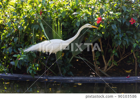 The great egret also known as the common egret The great egret also known as the common egret 90103586