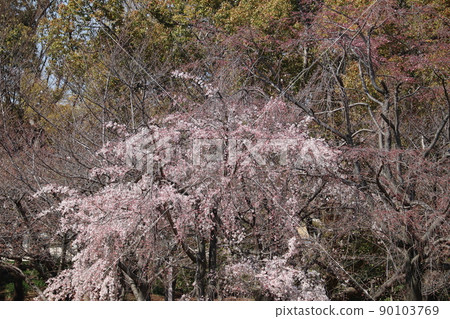 Cherry blossoms at Osaka Castle Park Cherry blossoms at Osaka Castle Park 90103769
