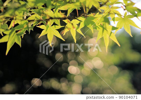 Acer palmatum illuminated by the setting sun 90104071
