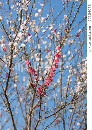 中之條町山上花園 中之條町山上花園 90104078