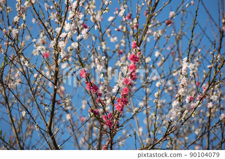 中之條町山上花園 中之條町山上花園 90104079