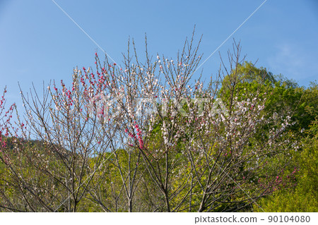 中之條町山上花園 中之條町山上花園 90104080