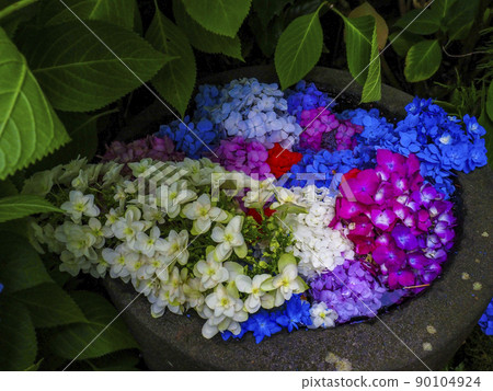 [Akita Prefecture] Oga Peninsula Unshoji Temple Hydrangea A spectacular view you want to go to before you die 90104924