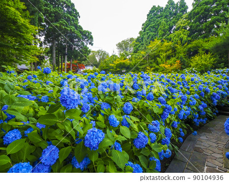 [Akita Prefecture] Oga Peninsula Unshoji Temple Hydrangea A spectacular view you want to go to before you die 90104936